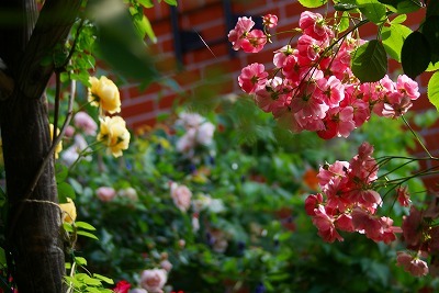 f0170524_1214593.jpg