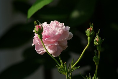 f0170524_1229559.jpg