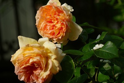 f0170524_1232334.jpg