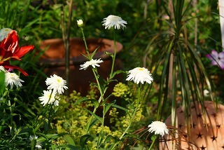 f0170524_1235544.jpg