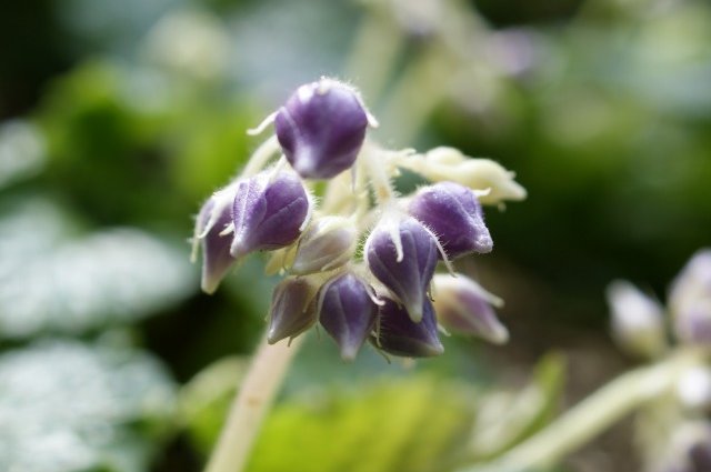紫色の星形の花 形じゃないものもあり さんじゃらっと blog 紫色の星形の花 形じゃないものもあり さんじゃらっと blog