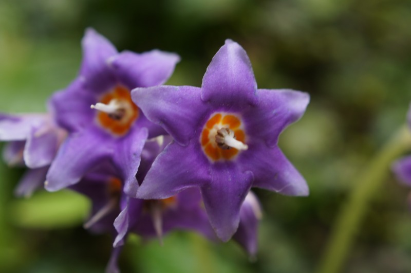 紫色の星形の花 形じゃないものもあり さんじゃらっと ｂｌｏｇ