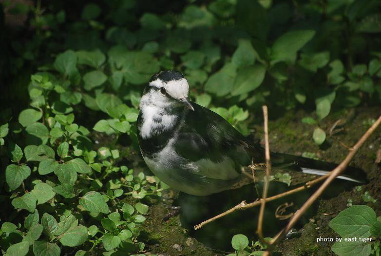 旭山動物園_a0207332_4204269.jpg