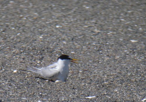 葛西臨海公園でコアジサシのヒナ＆幼鳥_e0089232_2115267.jpg