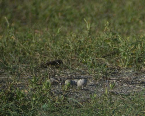 葛西臨海公園でコアジサシのヒナ＆幼鳥_e0089232_21155113.jpg