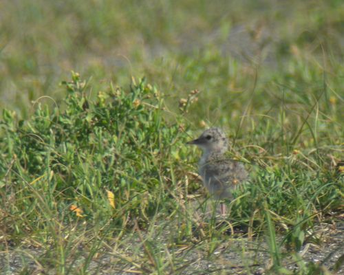 葛西臨海公園でコアジサシのヒナ＆幼鳥_e0089232_21161429.jpg