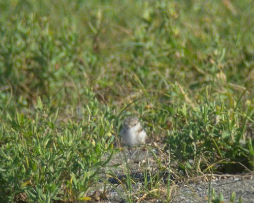 葛西臨海公園でコアジサシのヒナ＆幼鳥_e0089232_21184398.jpg