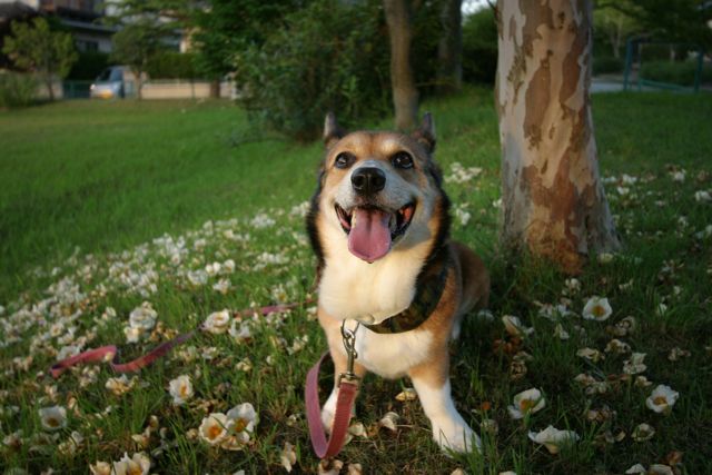 アルゼンチンの勝利を祝して お転婆コーギー犬とeos Kiss Dでのお散歩フォト