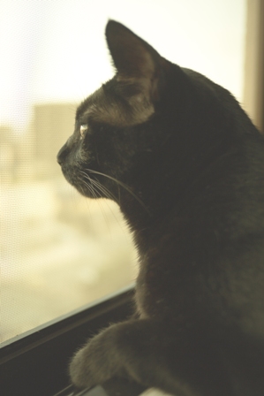 雨あがり猫 のぇる編。_a0143140_21462584.jpg