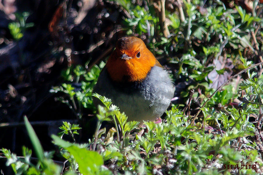 コマドリ（夏鳥　駒鳥、全長約14㎝）_d0238245_122216100.jpg