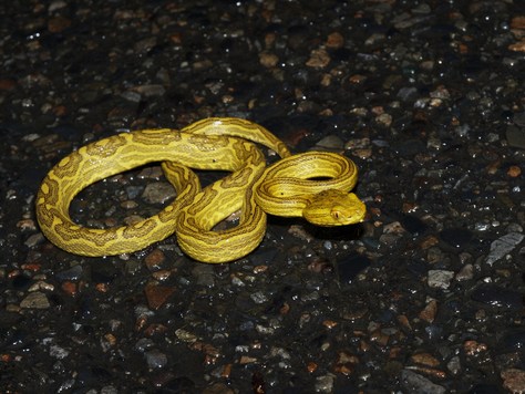 258】超巨大な台湾ハブと沖縄在来ハブの混血種「スーパーハブ