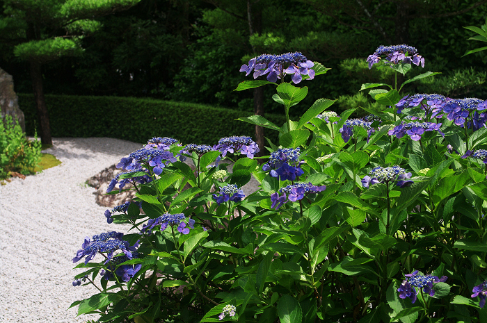 花咲く退蔵院_f0155048_8184849.jpg