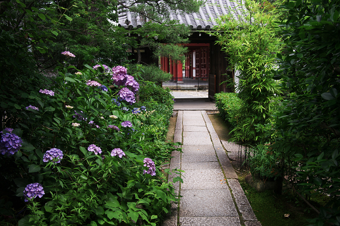 花咲く退蔵院_f0155048_8194462.jpg