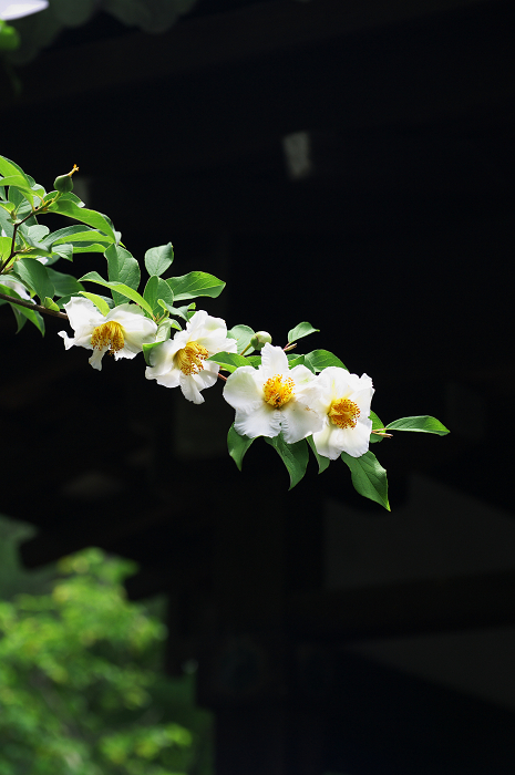 花咲く退蔵院_f0155048_8205839.jpg