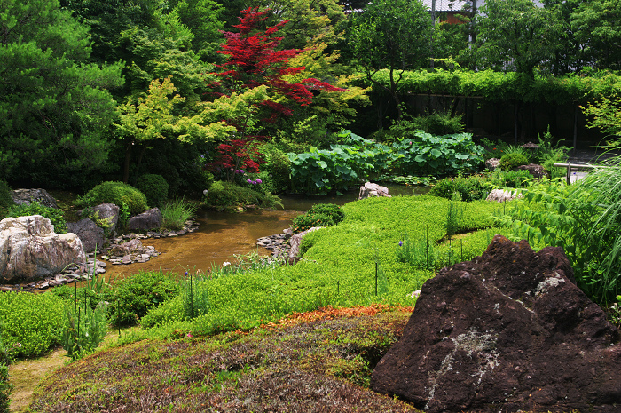 花咲く退蔵院_f0155048_8212132.jpg