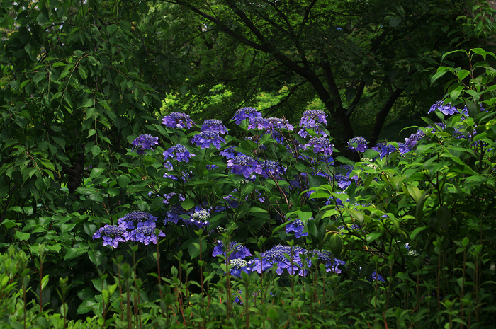 花咲く退蔵院_f0155048_8212446.jpg