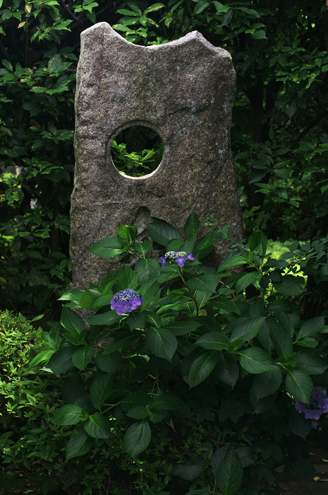 花咲く退蔵院_f0155048_821255.jpg