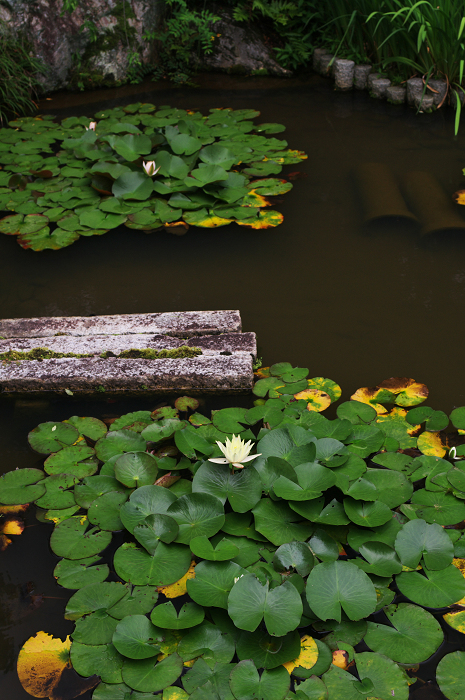 花咲く退蔵院_f0155048_8212938.jpg