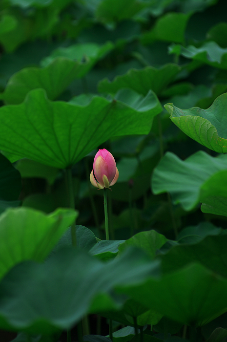 花咲く退蔵院_f0155048_8213596.jpg