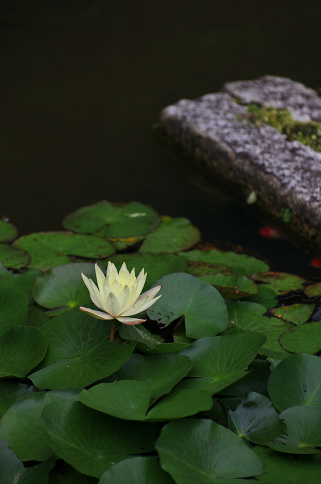 花咲く退蔵院_f0155048_8214665.jpg