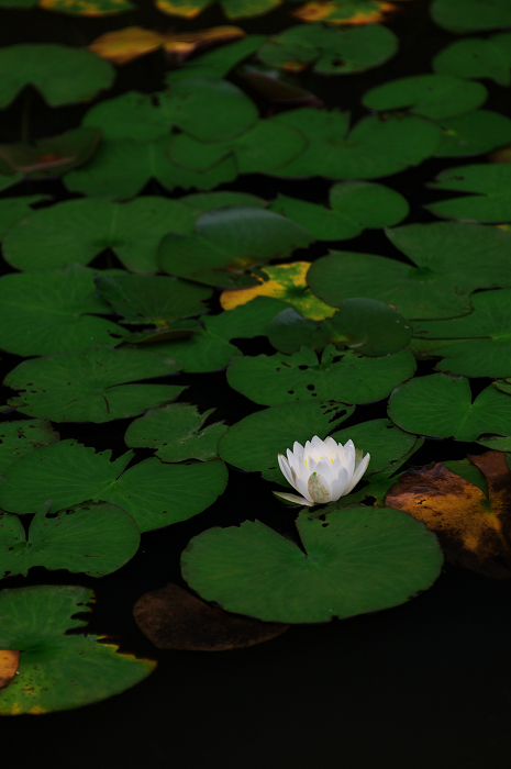 花咲く退蔵院_f0155048_821493.jpg