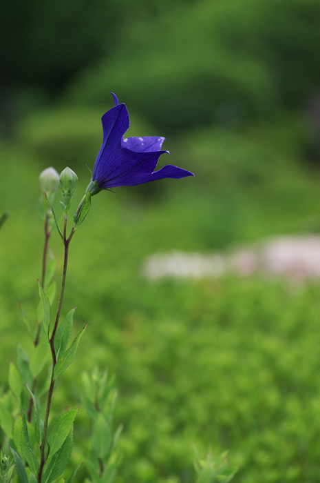 花咲く退蔵院_f0155048_8215255.jpg