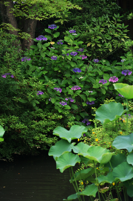 花咲く退蔵院_f0155048_822060.jpg