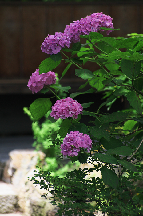花咲く退蔵院_f0155048_822944.jpg