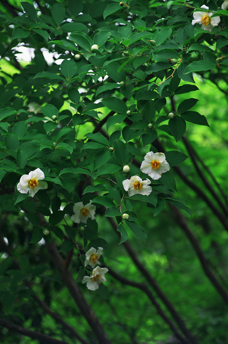 花咲く退蔵院_f0155048_823019.jpg