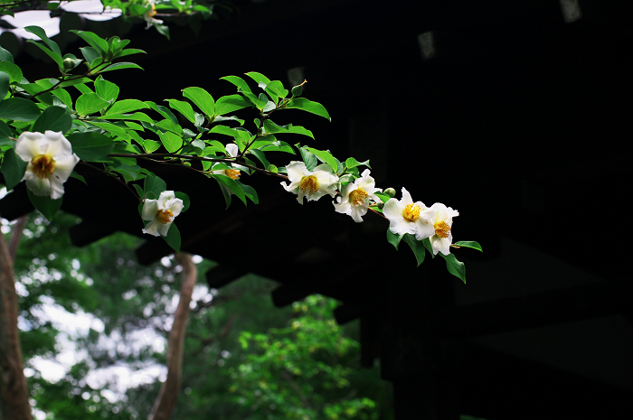 花咲く退蔵院_f0155048_8231759.jpg