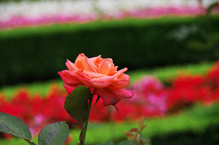 バラ咲く(旧古河庭園)_f0155048_8353460.jpg