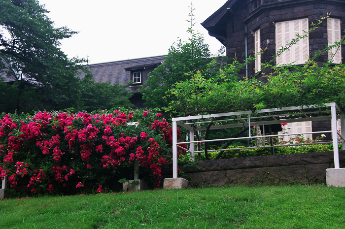 バラ咲く(旧古河庭園)_f0155048_8361666.jpg