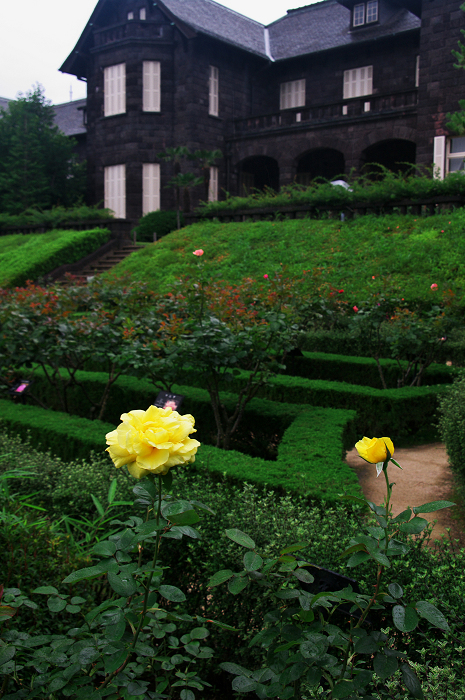バラ咲く(旧古河庭園)_f0155048_8361832.jpg