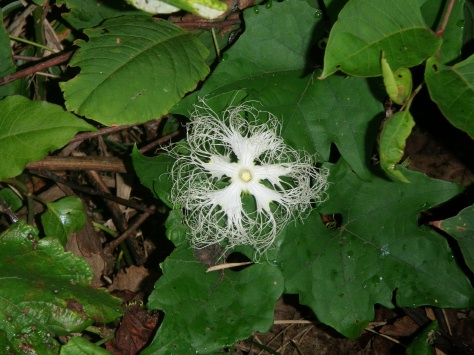 カラスウリの花_e0094349_18432079.jpg