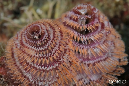 e0158261_557058.jpg