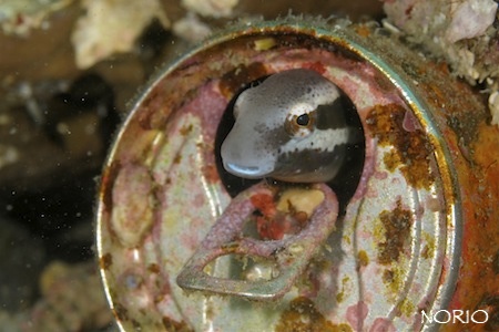 e0158261_5571119.jpg