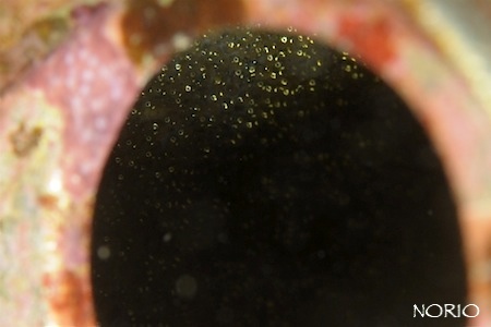 e0158261_5571366.jpg