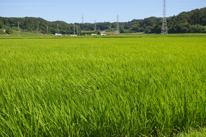 稲穂をわたる風はやはり涼やかだ：日帰りの帰省（7・11）_c0014967_21321944.jpg