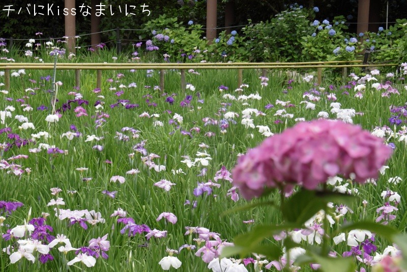 本土寺（あじさい寺） その４_b0131071_06267.jpg