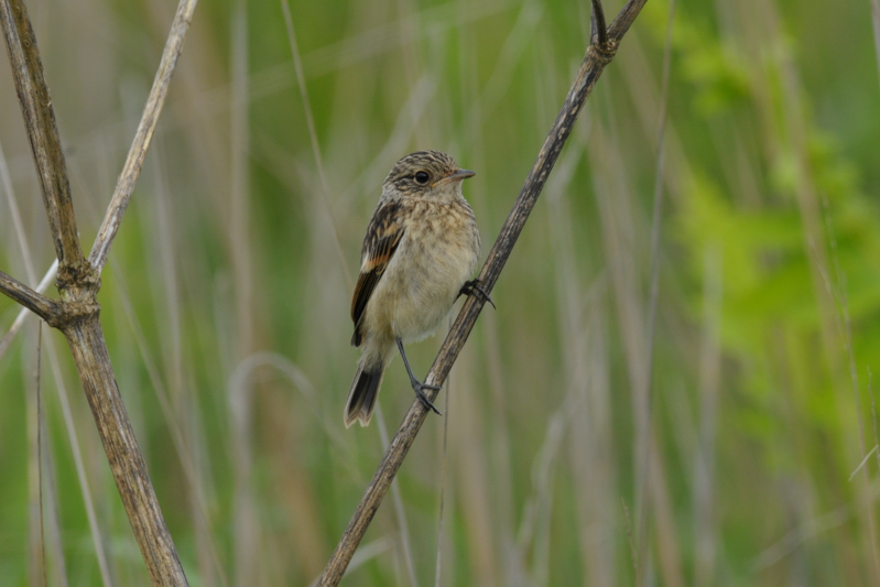 ノビタキ幼鳥_f0053272_8425067.jpg