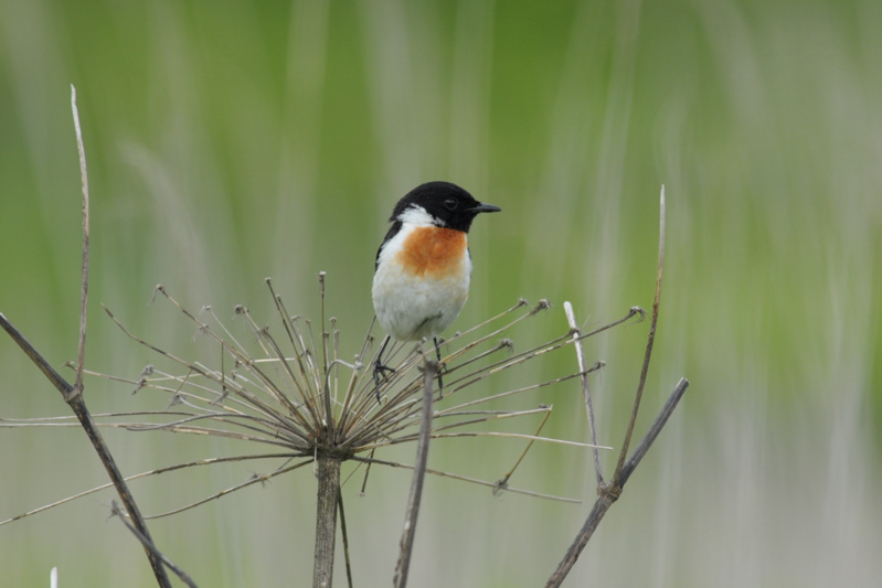 ノビタキ幼鳥_f0053272_8501461.jpg