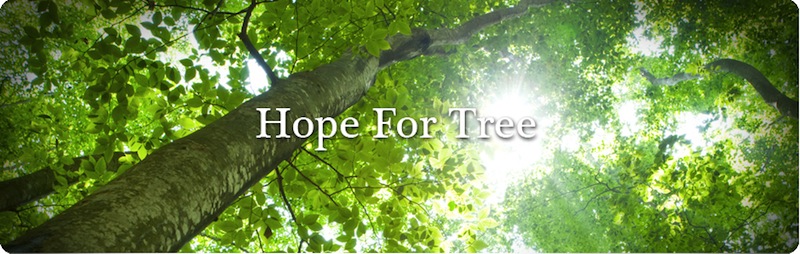 Hope For Tree Festival in 横浜_c0173978_23332433.jpg