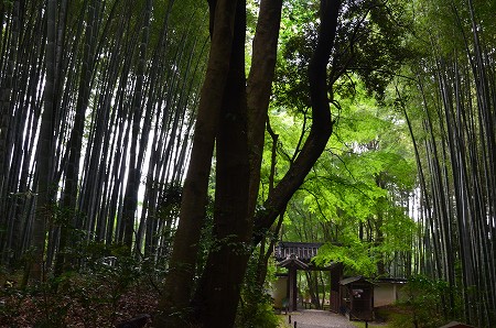 竹の寺　地蔵院_c0229483_20242737.jpg