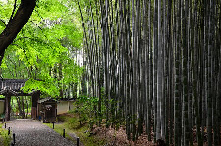 竹の寺　地蔵院_c0229483_20244132.jpg