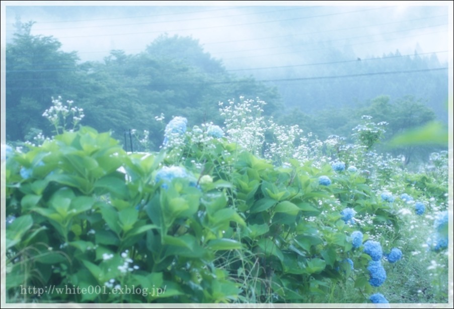 紫陽花とヒメジオン　・・谷川温泉・・_e0027083_23535486.jpg