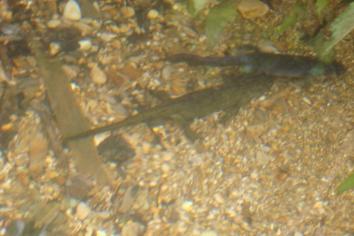 e0030889_6145449.jpg