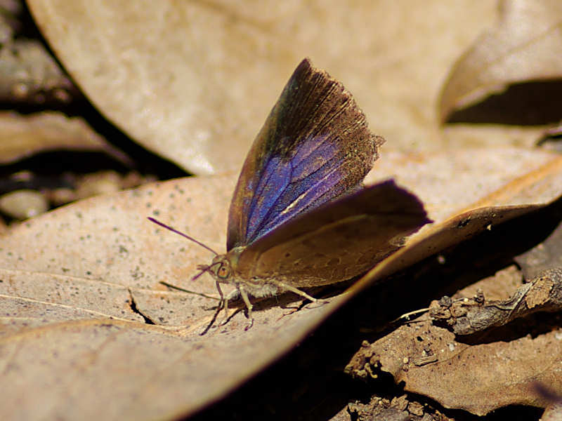 ムラサキシジミ（赤坂公園 2011/07/05撮影）_f0204094_1344573.jpg