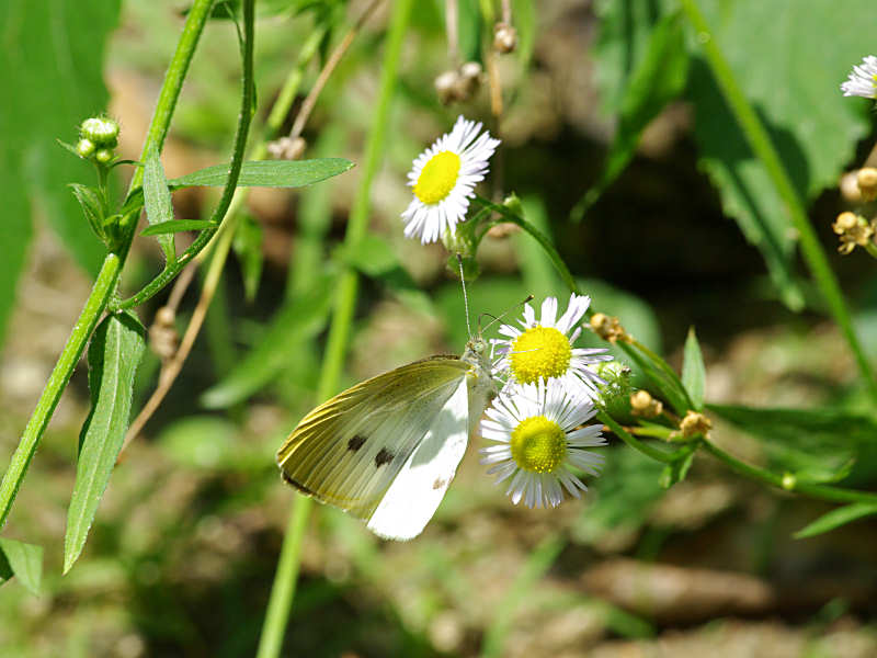 モンシロチョウ（赤坂公園 2011/07/05撮影）_f0204094_14443477.jpg