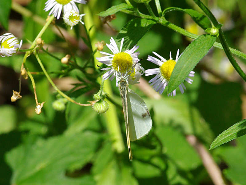 モンシロチョウ（赤坂公園 2011/07/05撮影）_f0204094_14444730.jpg