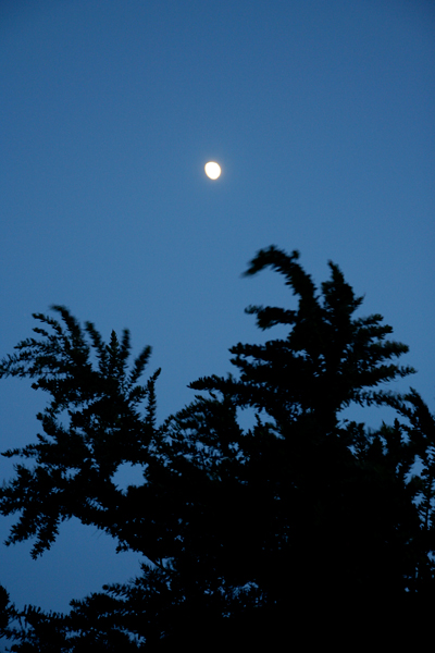 d0100095_8574452.jpg
